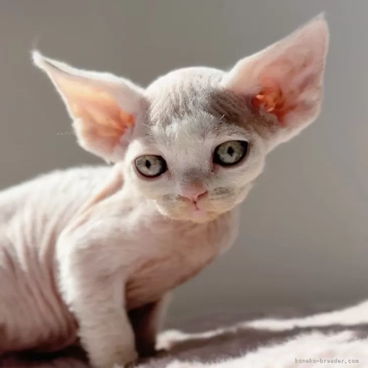 C.K 様のお迎えした子猫