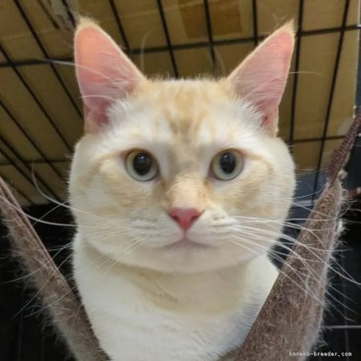 ID：2204-02068の子猫