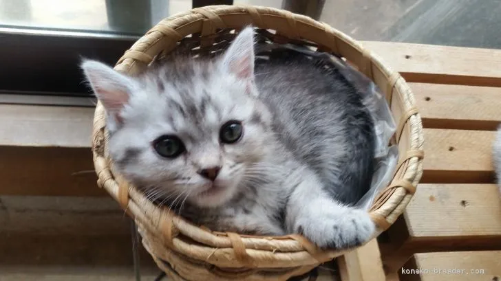 ID:1904-00014の子猫