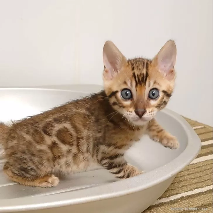 ID:2409-00623の子猫