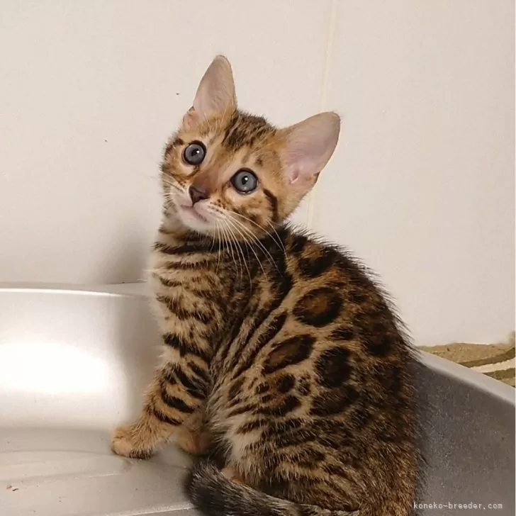 ID:2410-03133の子猫