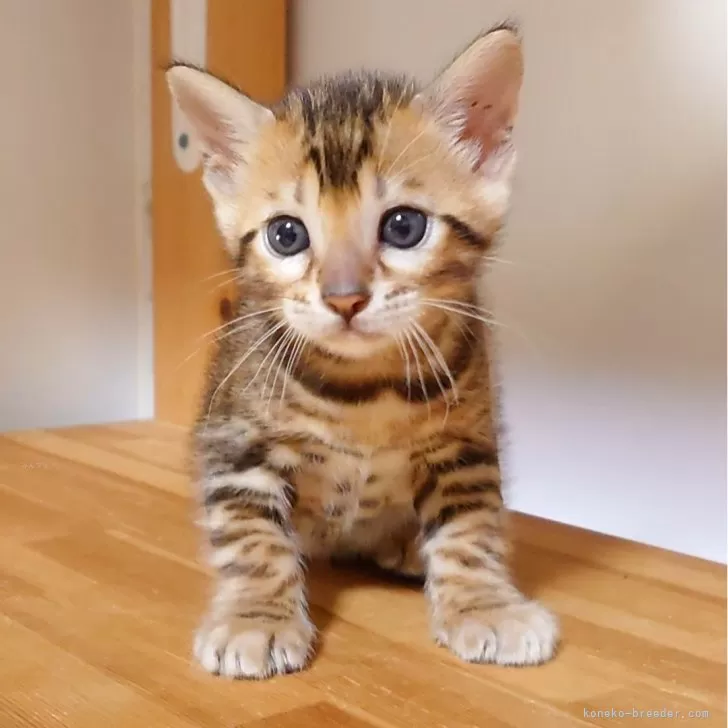 ドラ 様のお迎えした子猫