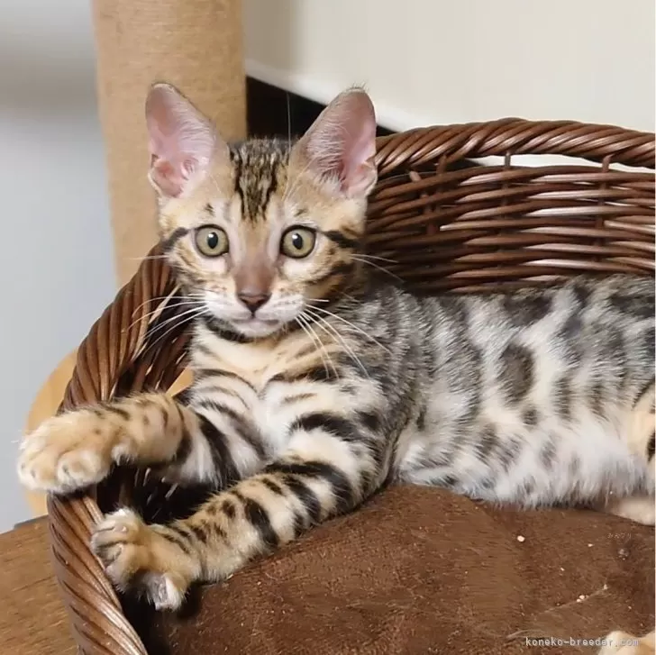 ID:2406-02327の子猫