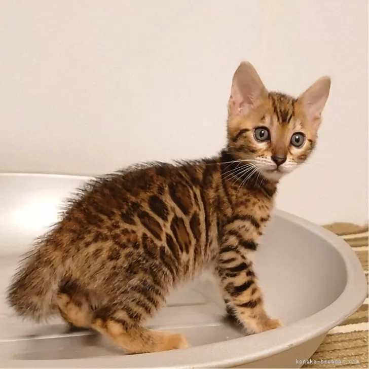 ID：2410-03130の子猫
