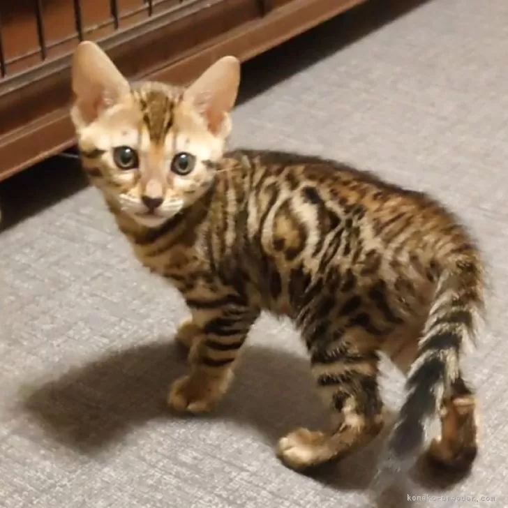 ID:2501-01424の子猫