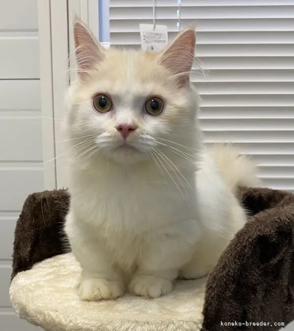 H.U 様のお迎えした子猫
