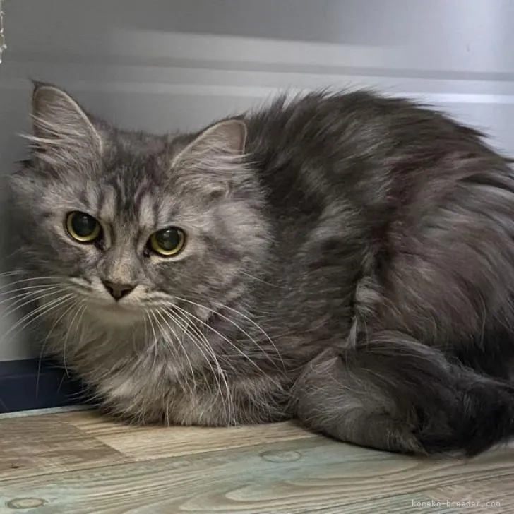 ID:2206-02618の子猫