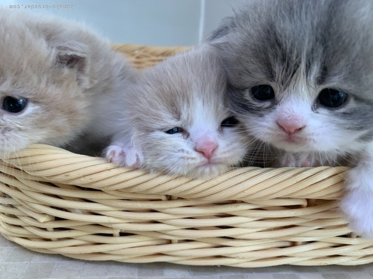 鳥塚昭源ブリーダーのブログ：⭐️スコティッシュフォールド子猫⭐️