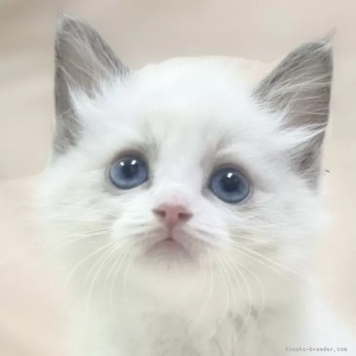 がねっくす 様のお迎えした子猫
