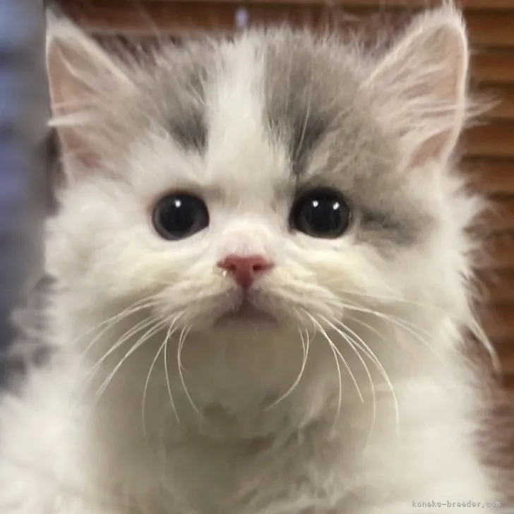 ID:2307-02119の子猫