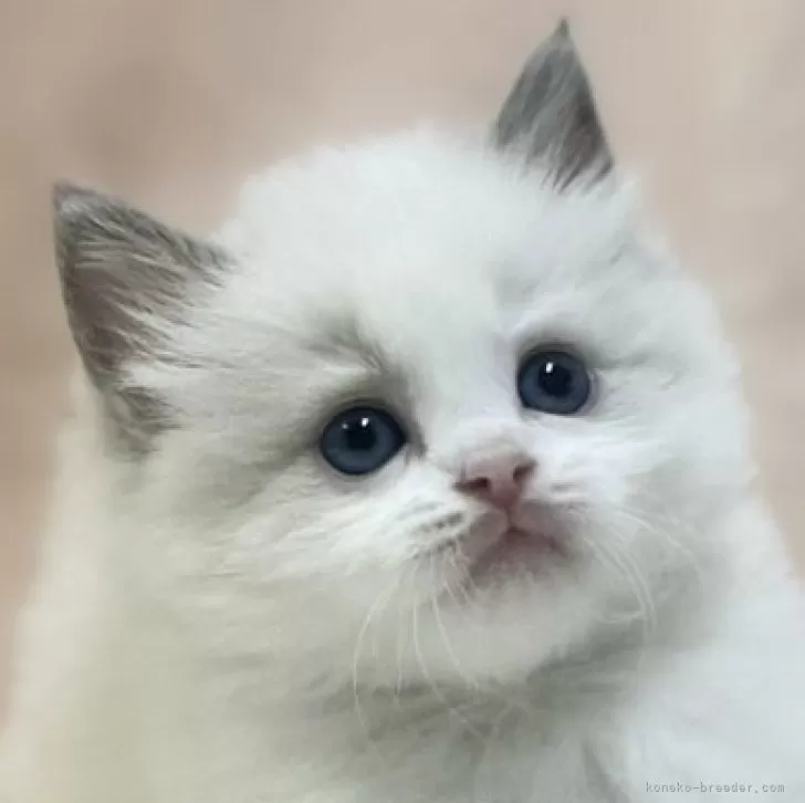 A.W 様のお迎えした子猫