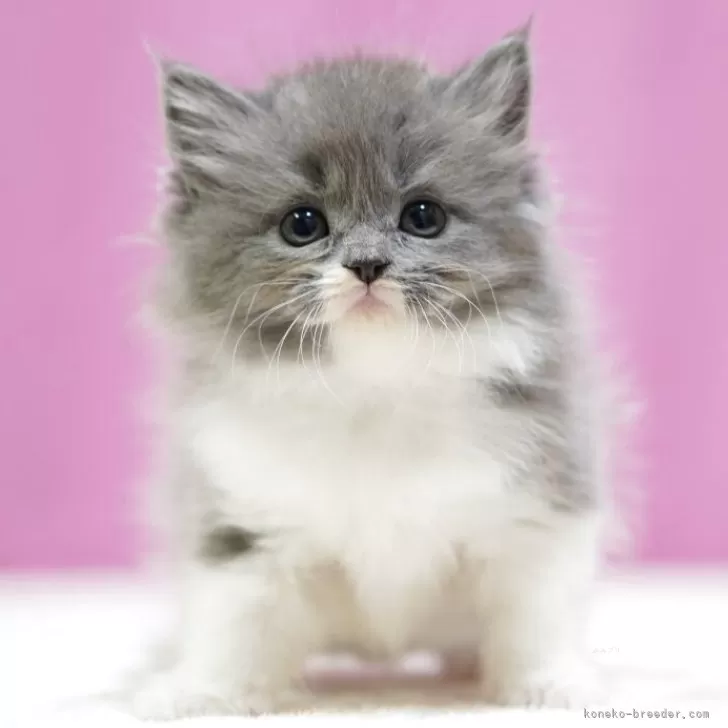 Y.S 様のお迎えした子猫