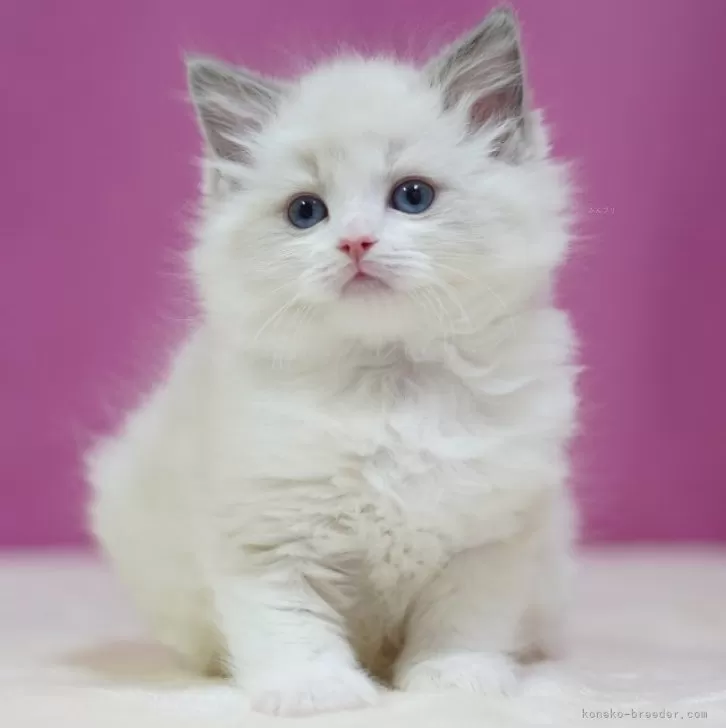 ID:2502-00653の子猫