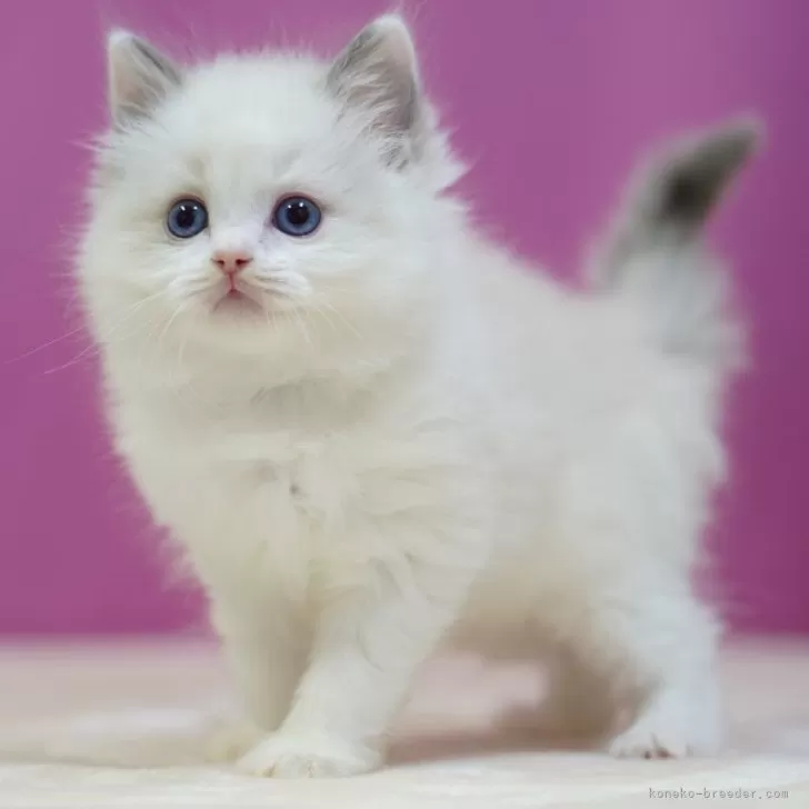 ID:2502-01215の子猫