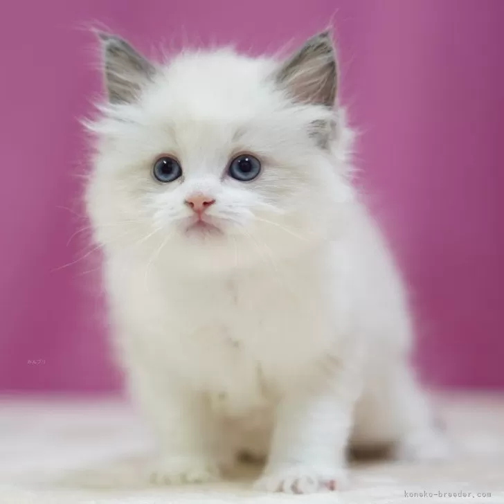 R 様のお迎えした子猫