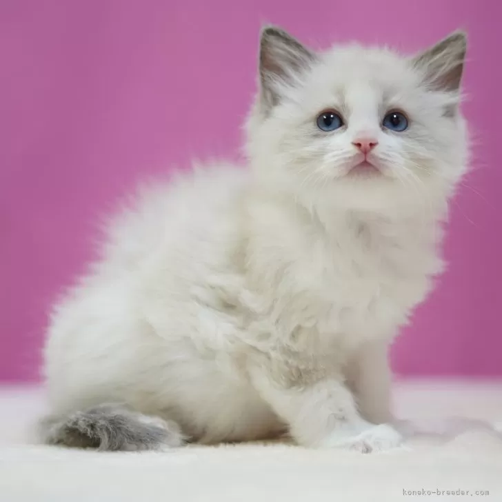 ID:2502-00656の子猫