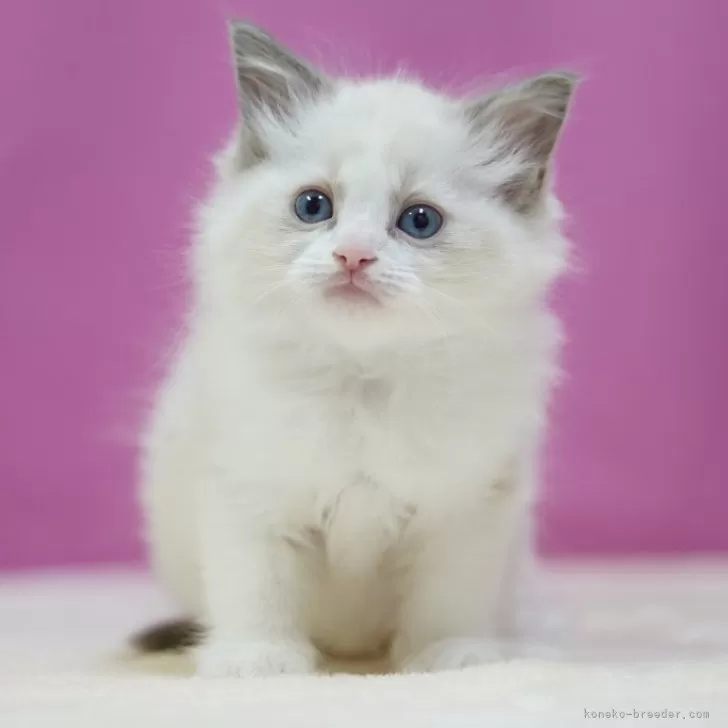 ID:2502-00655の子猫