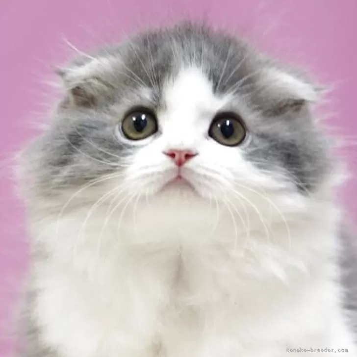 ちょこ 様のお迎えした子猫