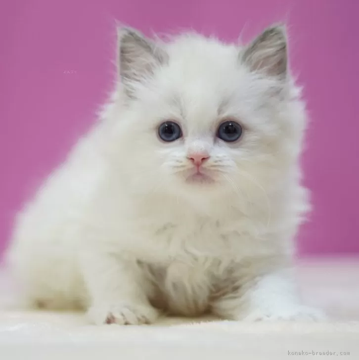 ID:2502-01217の子猫