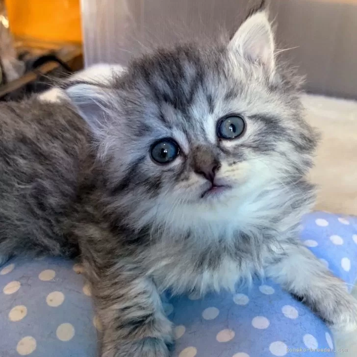 ID:2412-00325の子猫