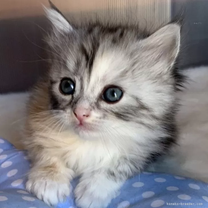 ID:2412-00220の子猫