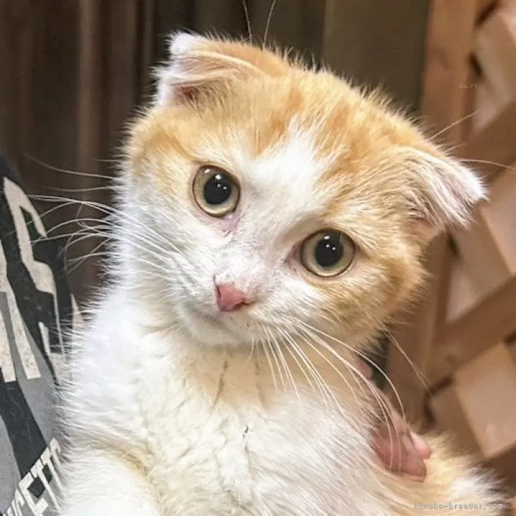 ID:2412-00330の子猫