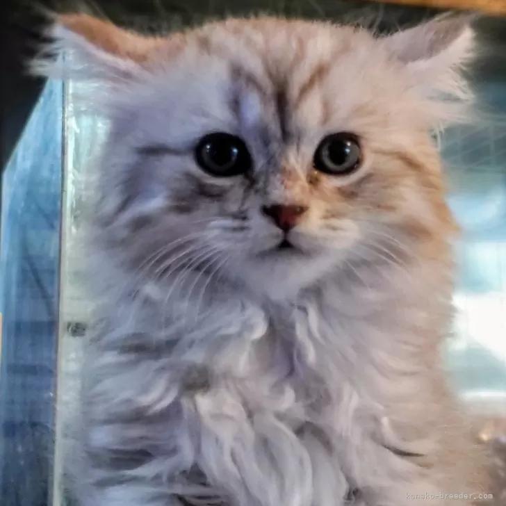 ID:2502-00235の子猫