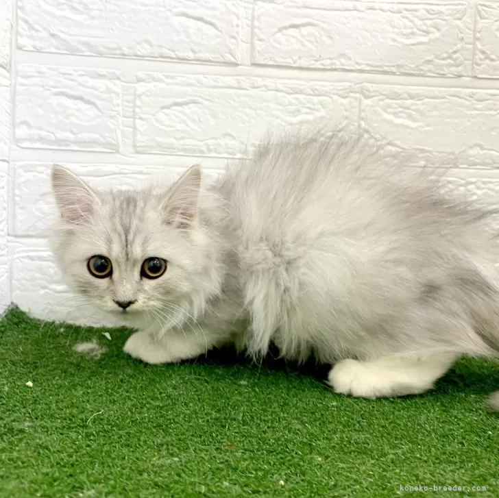 ID:2405-02736の子猫