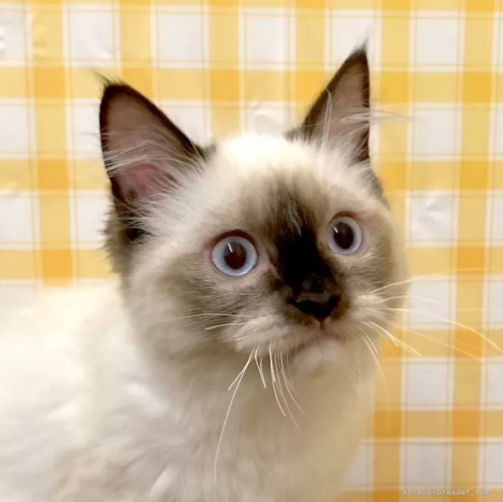 ID:2407-00239の子猫