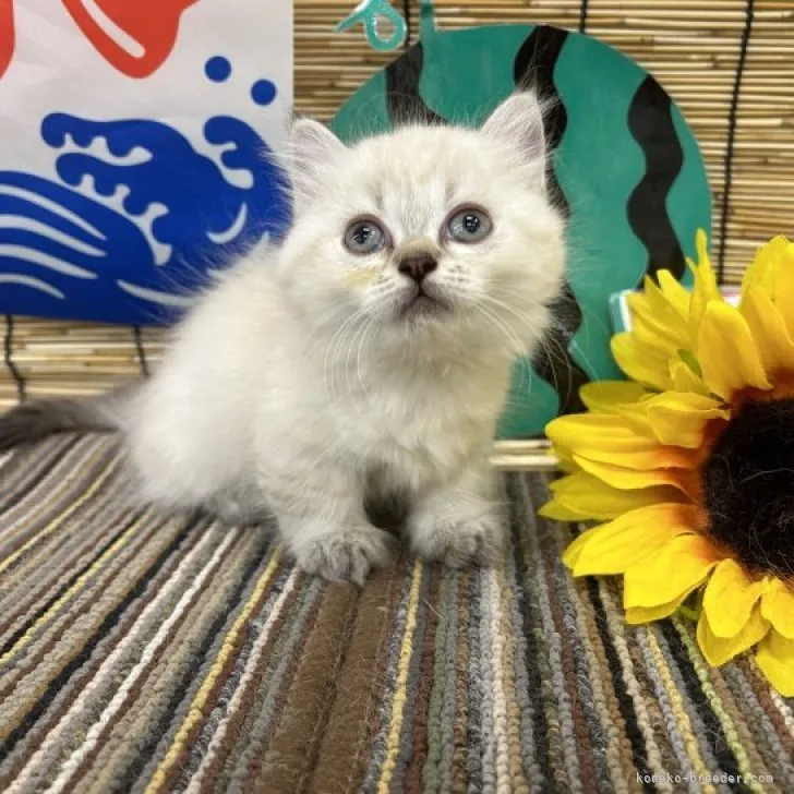 ID：2308-02774の子猫