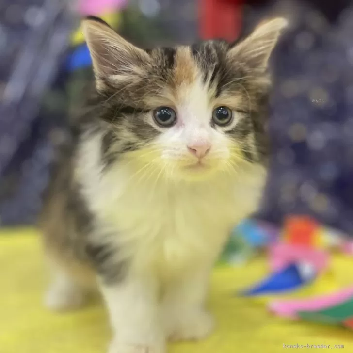 ニャー 様のお迎えした子猫