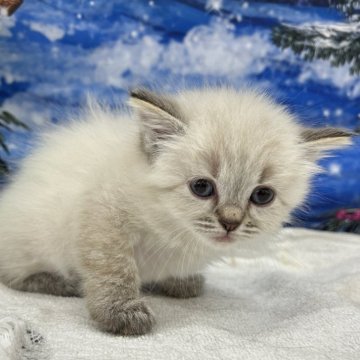 マンチカン(長足)【宮城県・女の子・2023年11月12日・シールリンクスポイント】の写真「珍しいカラーの子です✨」