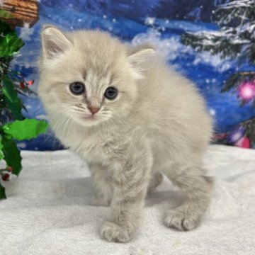 マンチカン(長足)【宮城県・男の子・2023年11月12日・ブルーリンクスポイント】の写真「珍しいカラーの子です✨」