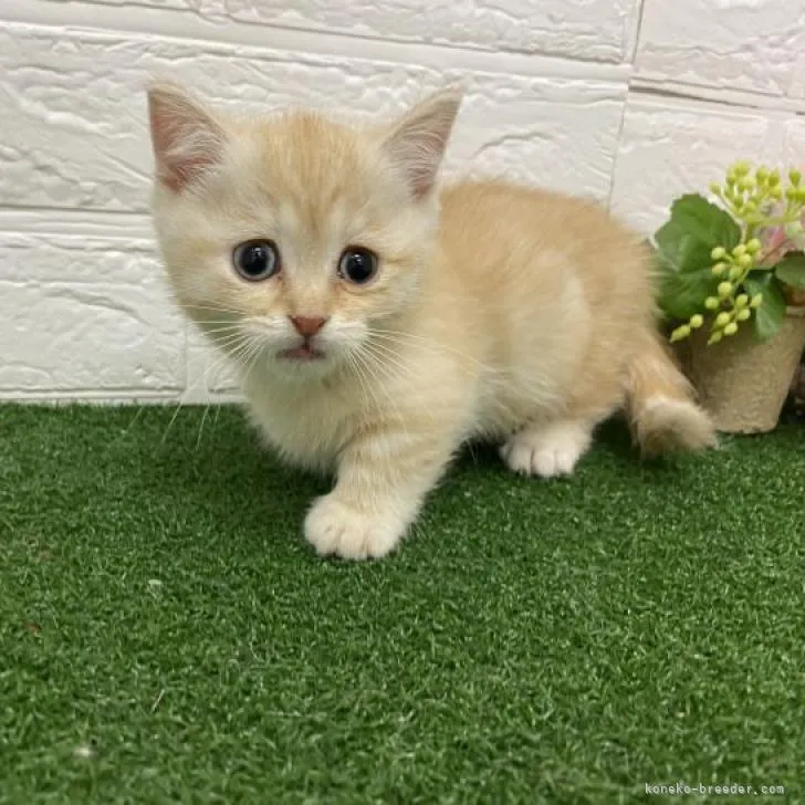 ID：2211-00101の子猫