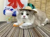 マンチカン(長足)【宮城県・男の子・2023年6月29日・ラベンダーホワイト】の写真4「ママのピーチちゃんです⭐️」