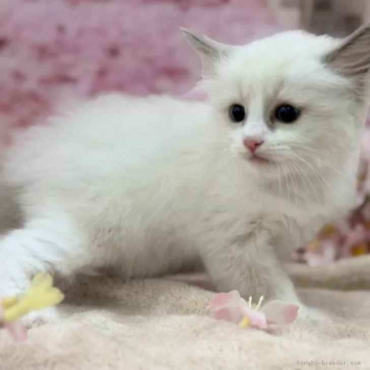 ID：2502-01785の子猫