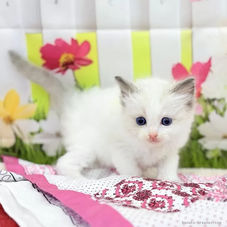 ID:2504-01190の子猫