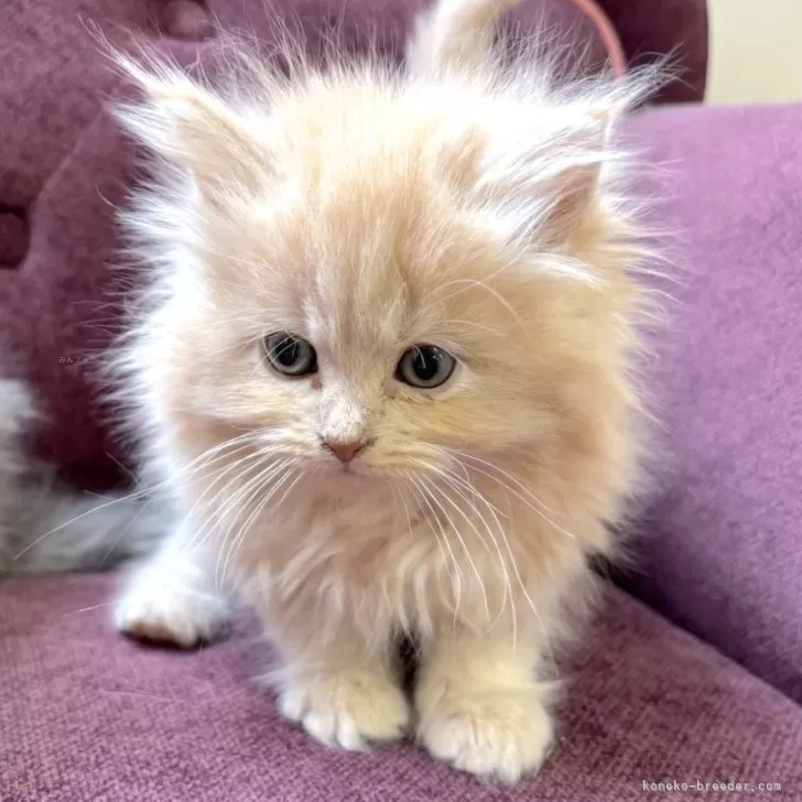ID:2503-00510の子猫