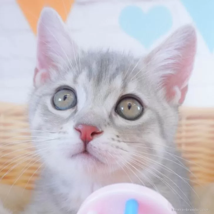 ID:2405-03373の子猫