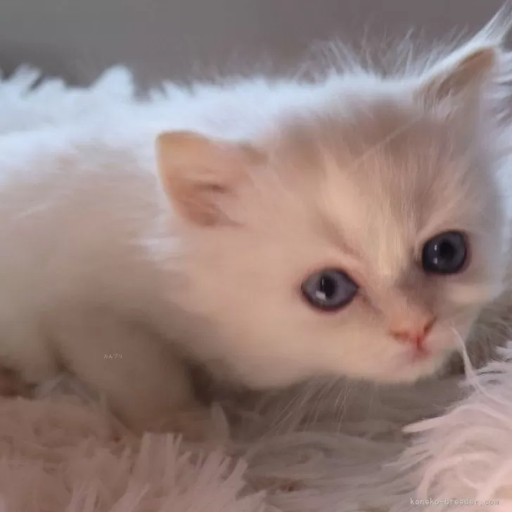 ID:2503-00148の子猫