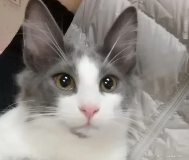 ID:2009-02114の子猫