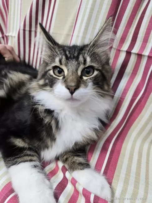 ID:2410-01487の子猫
