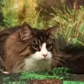ノルウェージャンフォレストキャット
