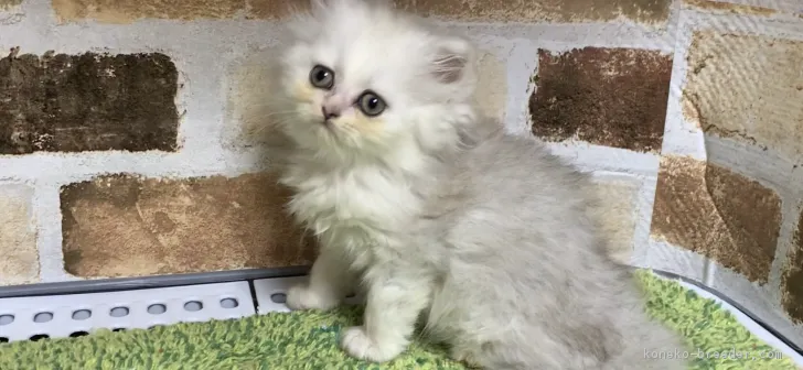 ID:1903-01019の子猫