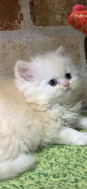 ID:1903-01020の子猫