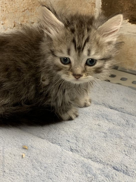 マンチカンの子猫をお迎えいただいたお客様の声 口コミ 評判 埼玉県 みんなの子猫ブリーダー