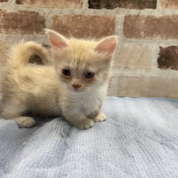 マンチカン(短足)【埼玉県・女の子・2023年9月16日・レッド】の写真「人間大好きな可愛い子猫ちゃんです、」