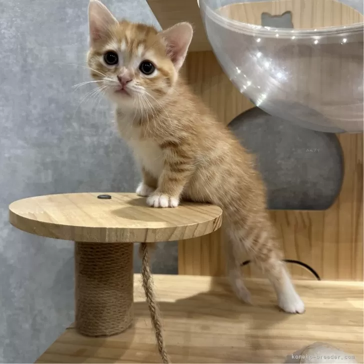 ID：2411-01278の子猫