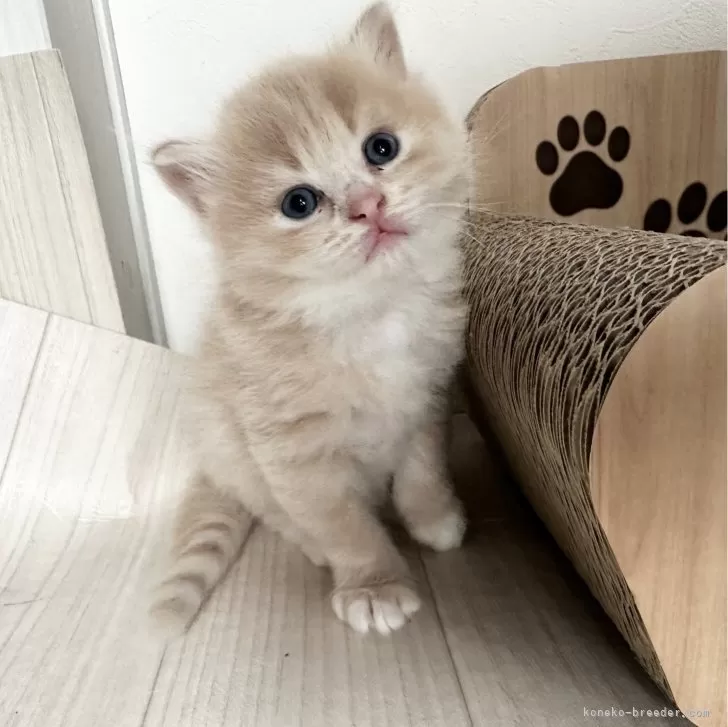 ID:2406-02573の子猫