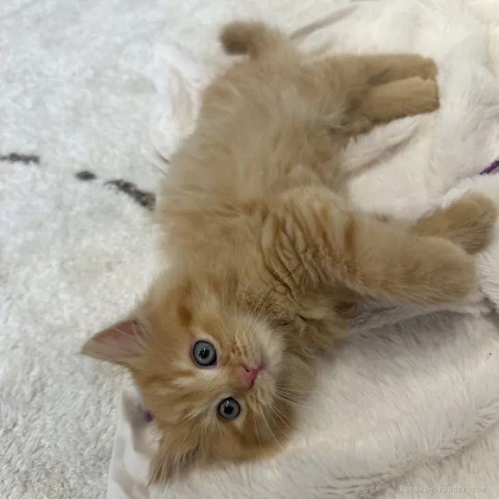 ID:2309-01275の子猫
